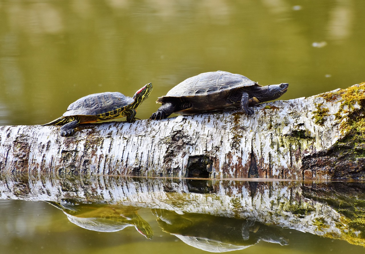 How to Build a DIY Garden Pond